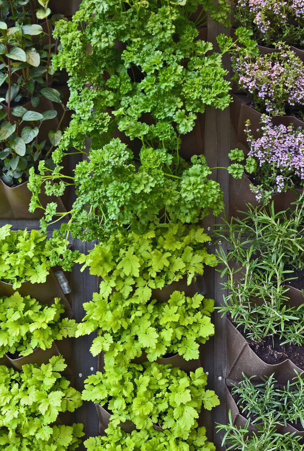 How Many Plants For 6 People