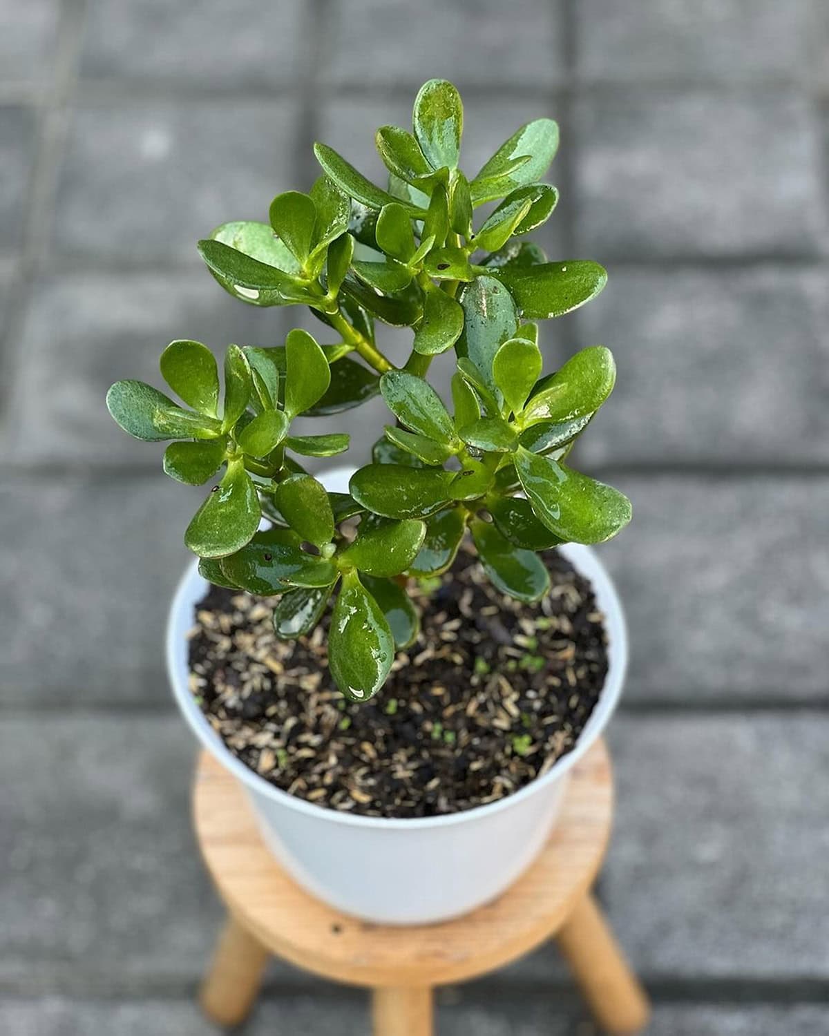 How Often Should You Fertilize a Jade Plant