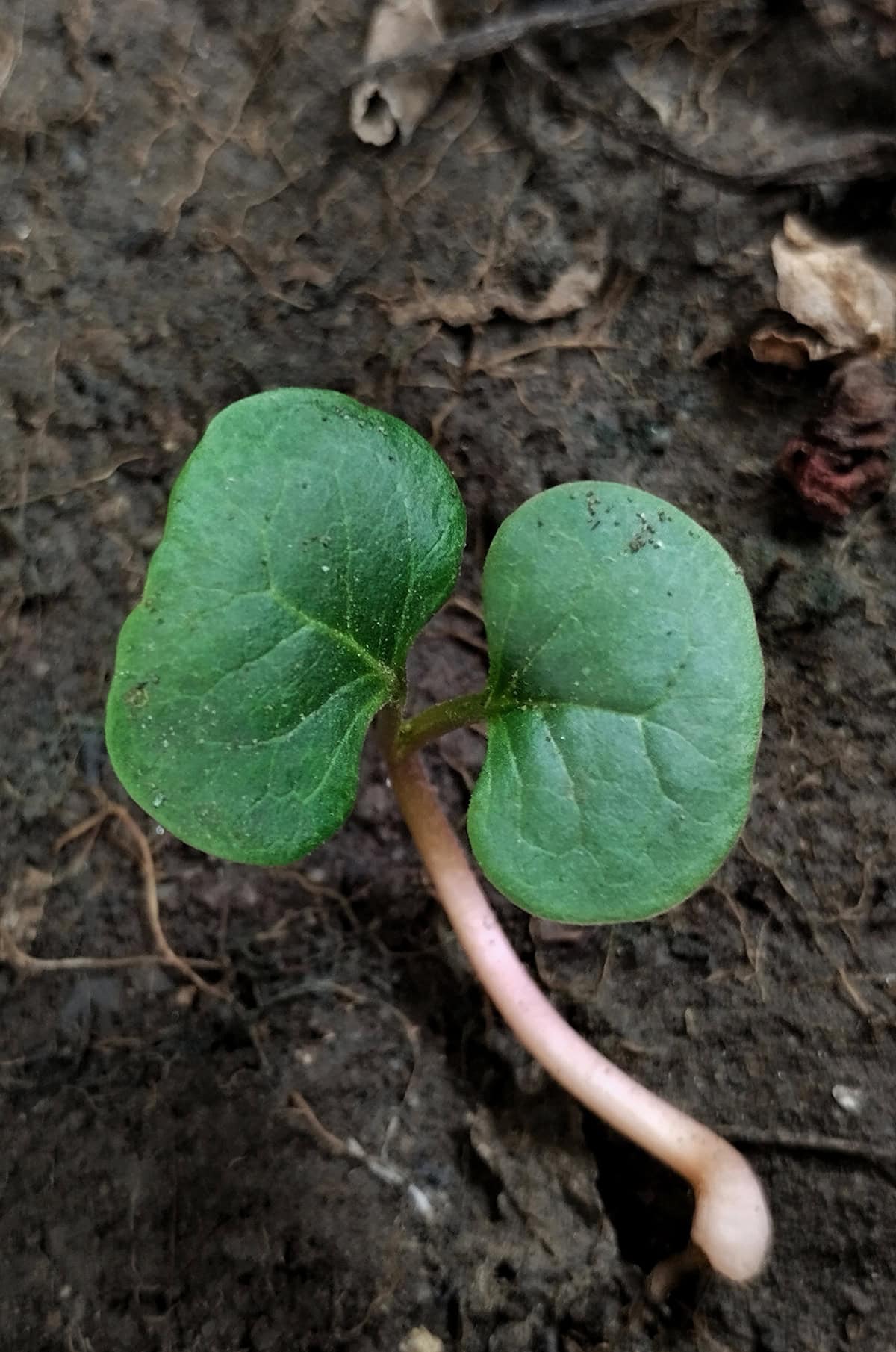 How To Grow Four O’Clock Plants From Seed
