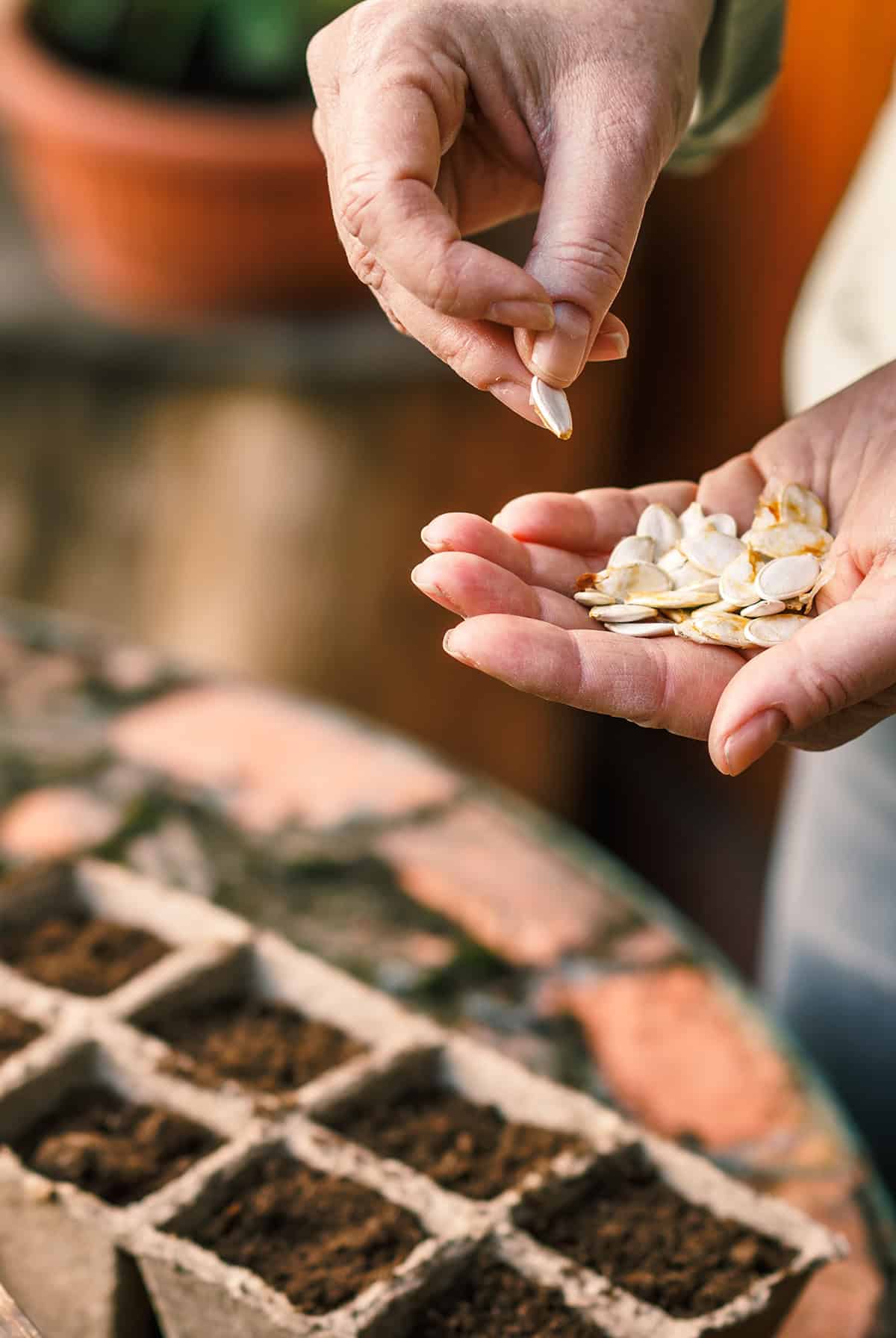 How To Plant Pumpkin Seeds