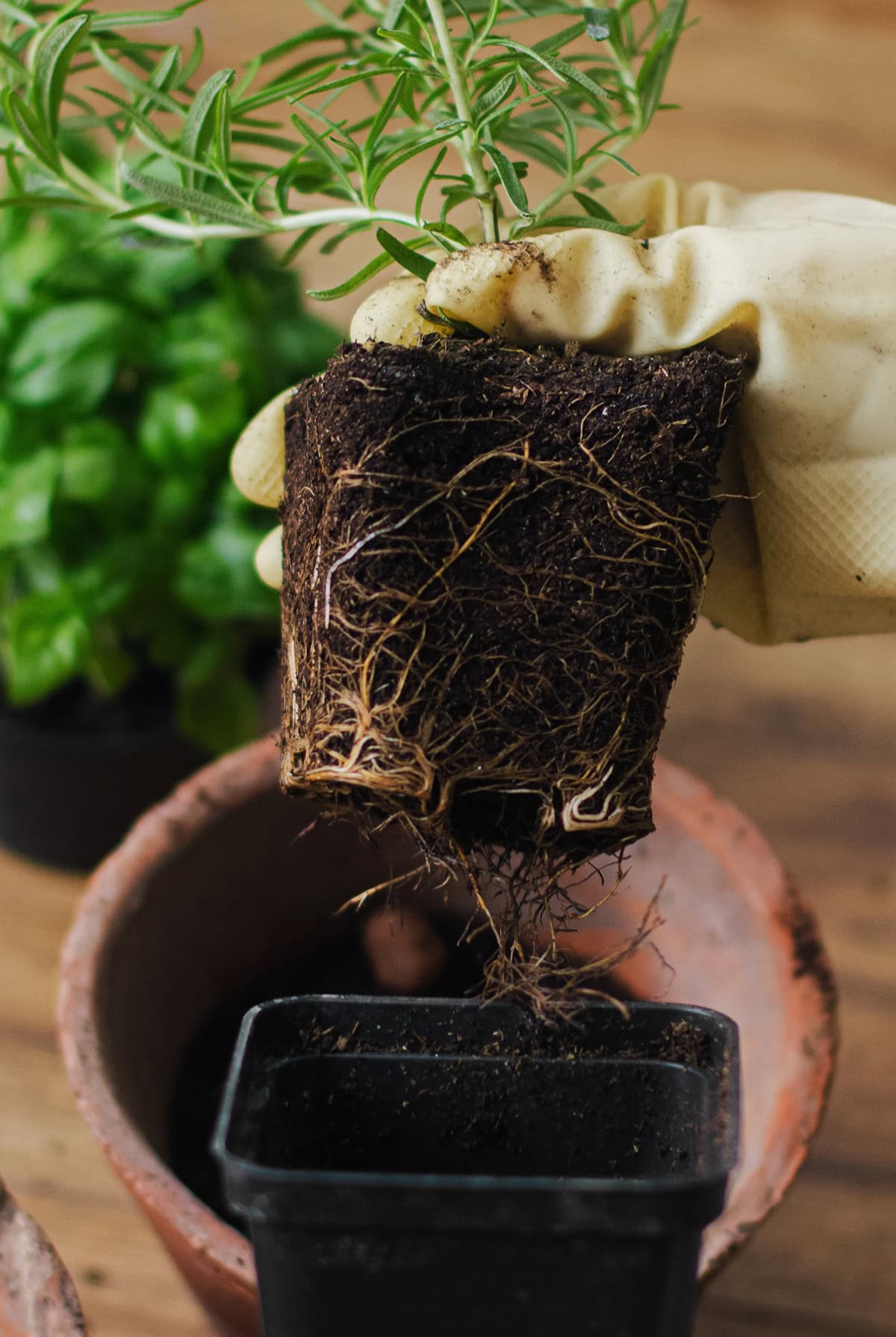 How To Plant Rosemary In A Pot