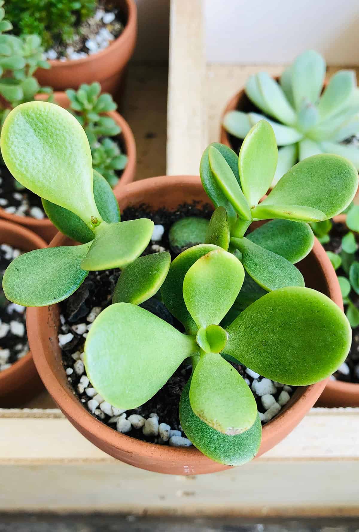 How to Fertilize a Jade Plant the Right Way