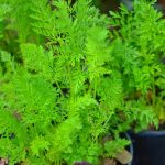 How to Grow Carrots in Containers