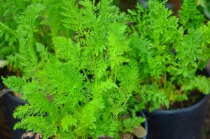 How to Grow Carrots in Containers