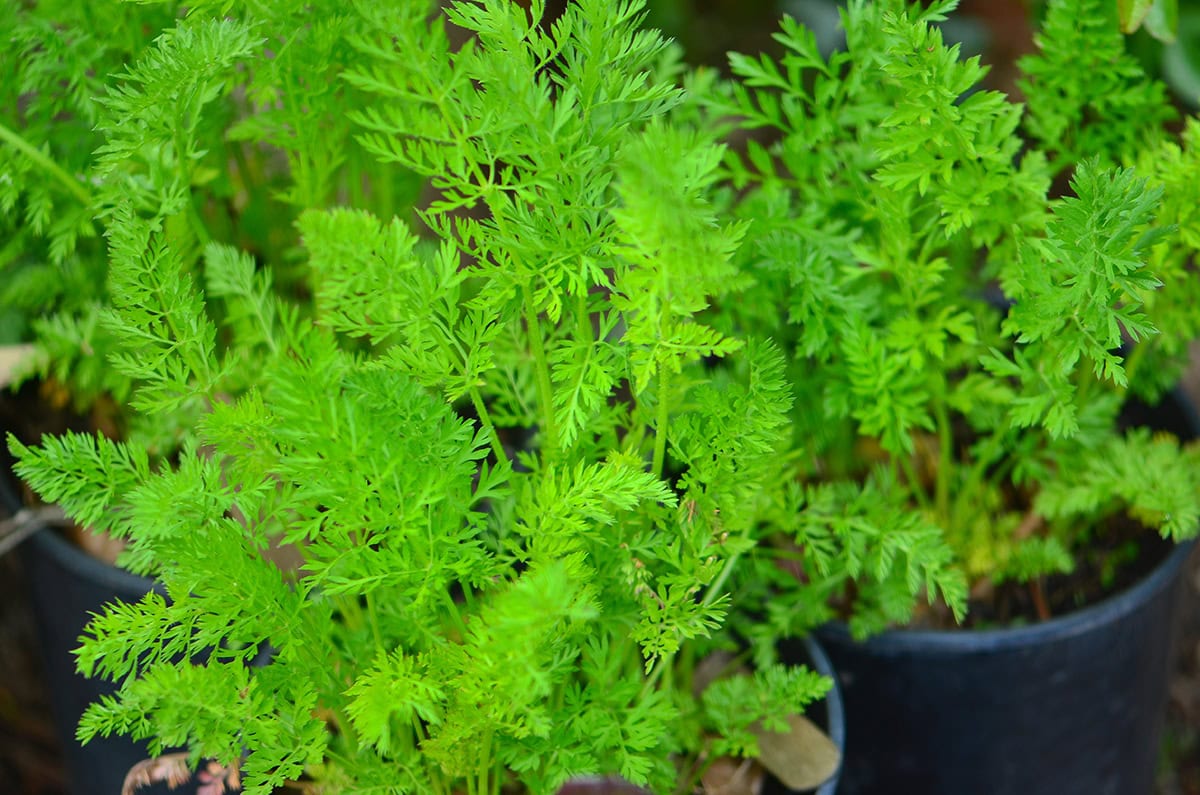 How to Grow Carrots in Containers