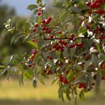 How to Grow Fruiting Cherry Trees
