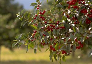How to Grow Fruiting Cherry Trees