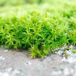 How to Grow Irish Moss
