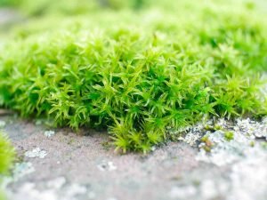 How to Grow Irish Moss