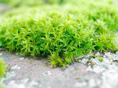 How to Grow Irish Moss