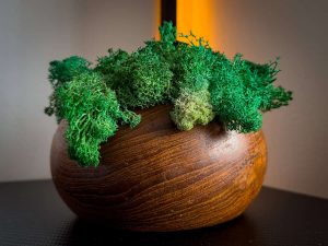 How to Grow Moss Indoors