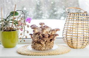 How to Grow Mushrooms Indoors