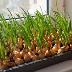 How to Grow Onions in Containers