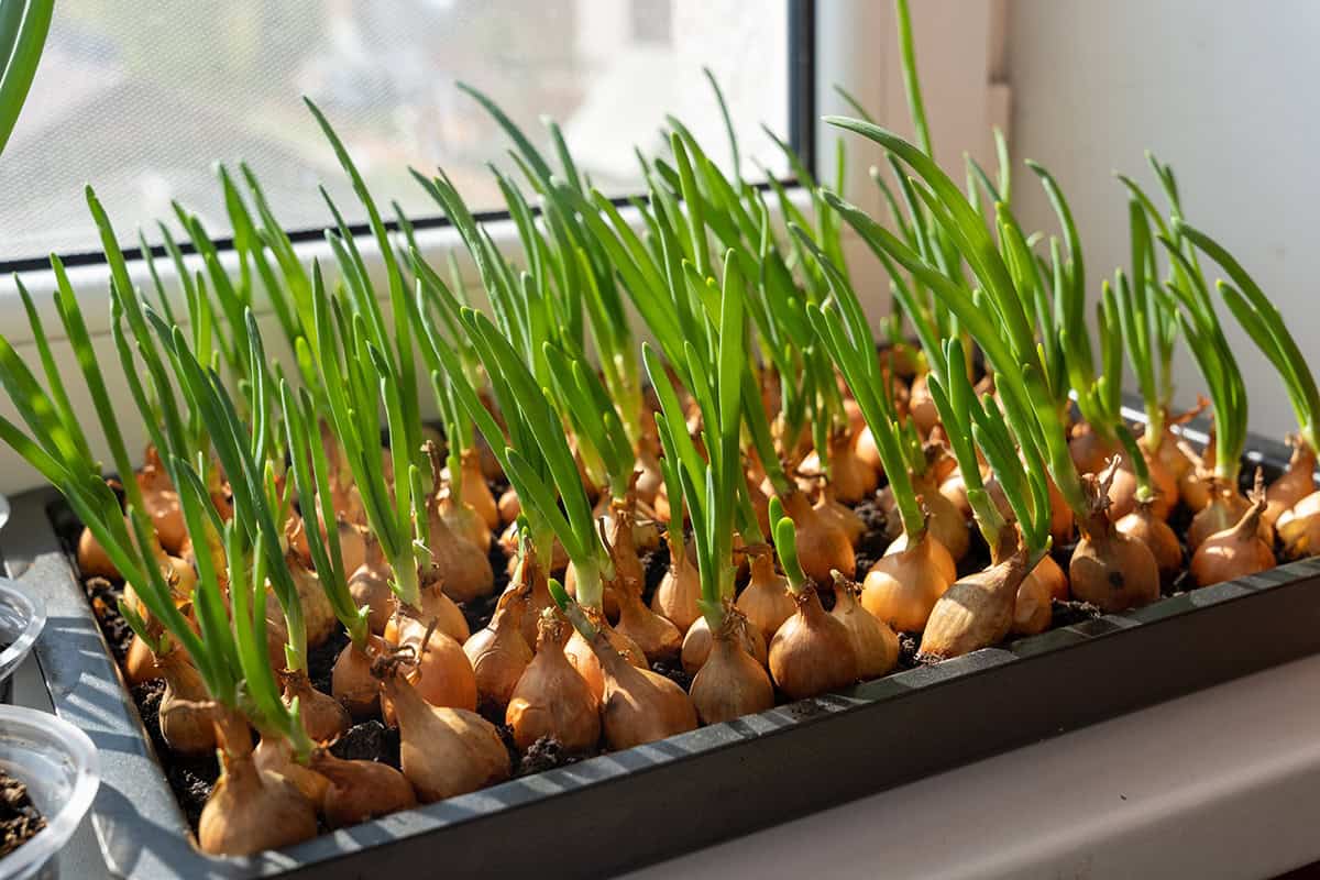 How to Grow Onions in Containers