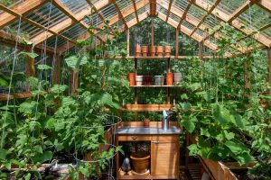 How to Grow Plants Year round In a Greenhouse