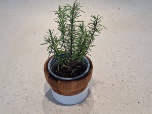How to Grow Rosemary in Containers