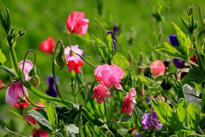 How to Grow Sweet Pea Flowers