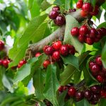 How to Grow a Cherry Tree From Seeds