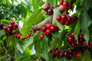 How to Grow a Cherry Tree From Seeds