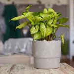 How to Grow and Care For Arrowhead Plant