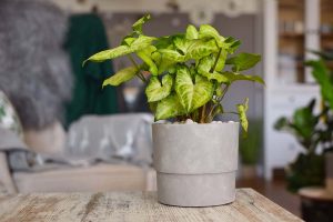 How to Grow and Care For Arrowhead Plant