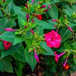 How to Grow and Care For Four OClock Flowers