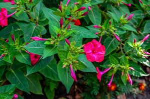 How to Grow and Care For Four OClock Flowers