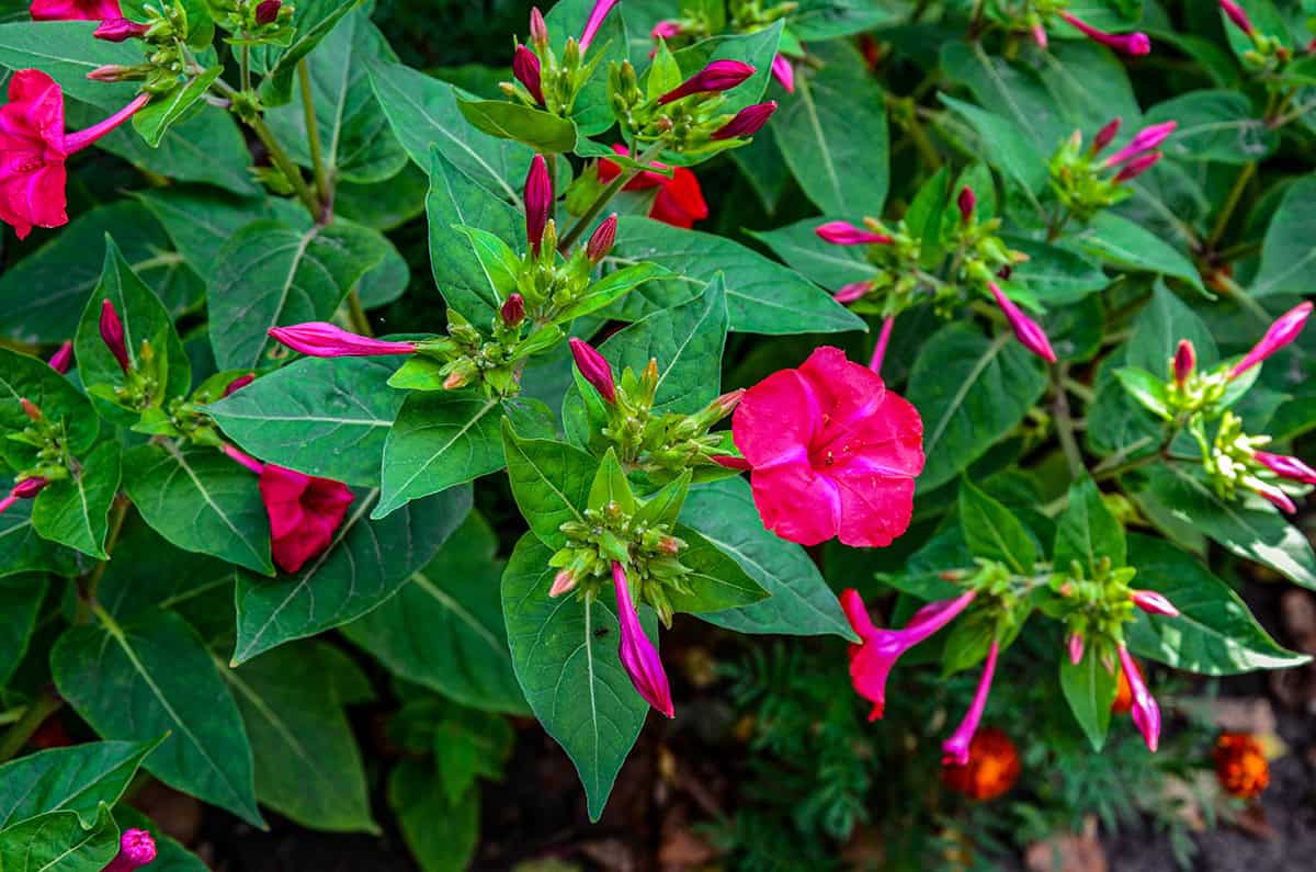 How to Grow and Care For Four OClock Flowers