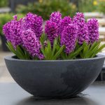 How to Grow and Care For Hyacinth