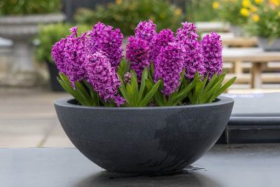 How to Grow and Care For Hyacinth