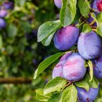 How to Grow and Care For Plum Trees