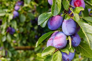 How to Grow and Care For Plum Trees