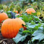 How to Grow and Care For Pumpkins