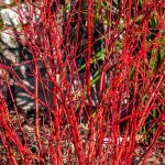 How to Grow and Care For Red Twig Dogwood