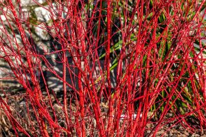 How to Grow and Care For Red Twig Dogwood
