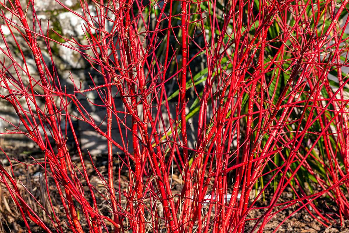 How to Grow and Care For Red Twig Dogwood