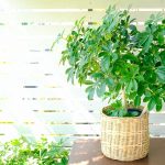 How to Grow and Care For Schefflera