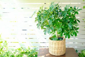 How to Grow and Care For Schefflera