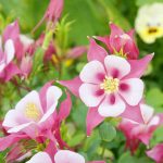 How to Grow and Care for Columbine Flowers