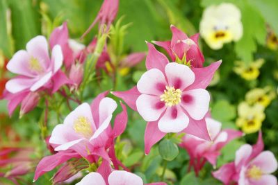 How to Grow and Care for Columbine Flowers