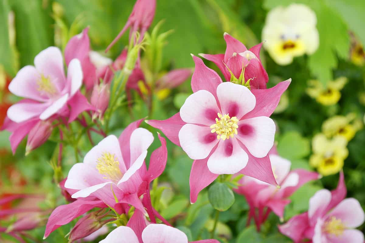 How to Grow and Care for Columbine Flowers