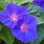 How to Grow and Care for Morning Glory