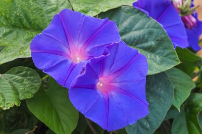 How to Grow and Care for Morning Glory