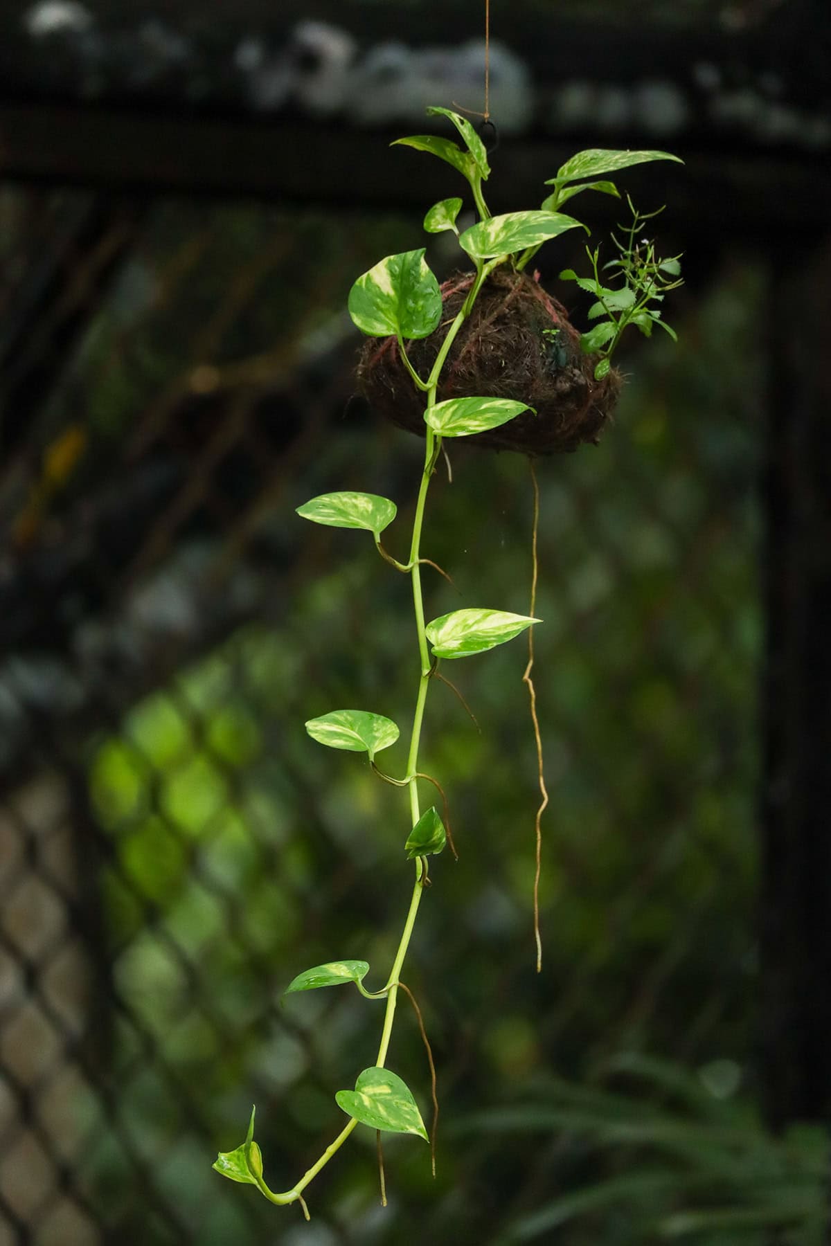 How to Identify a Leggy Pothos
