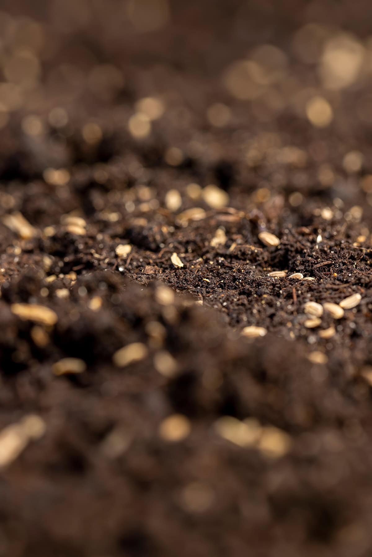 How to Plant Carrot Seeds