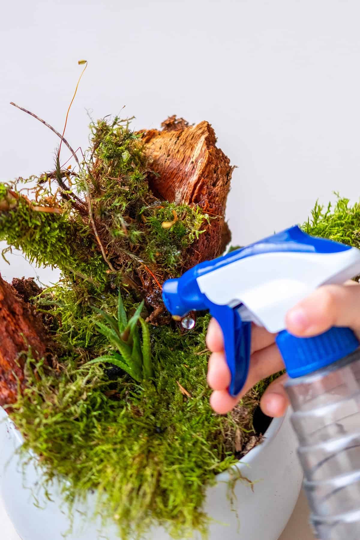 How to Prepare Moss for Indoor Growing
