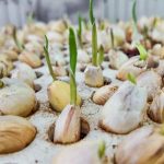 How to Propagate Garlic