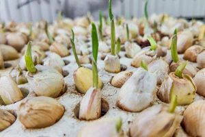 How to Propagate Garlic