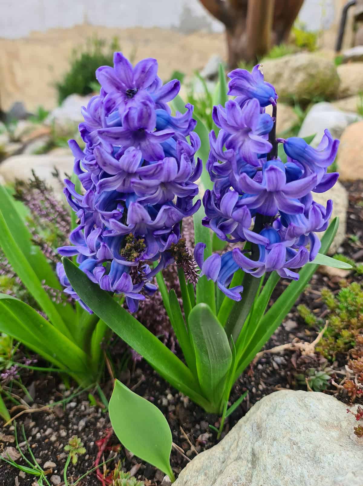 Hyacinthus orientalis