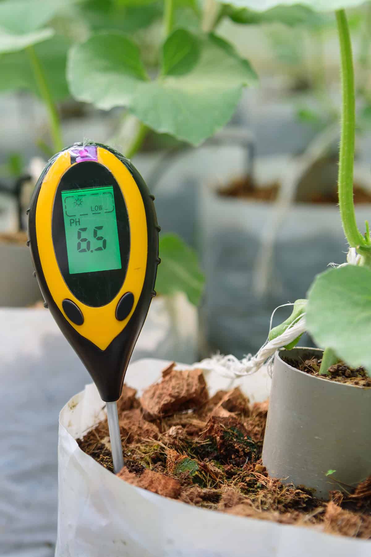 Ideal PH Levels For Common Plants